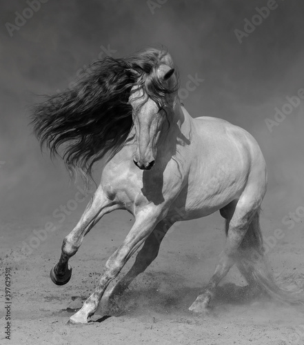 Light gray Purebred Andalusian horse plays on sand in dust.