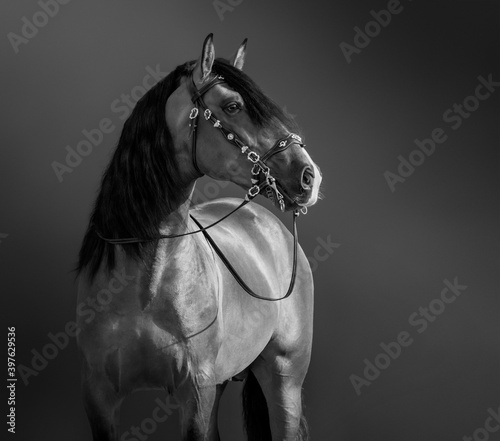 Black-and-White portrait of Andalusian Horse.
