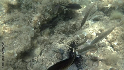 Close up of Mediterranean moray (Muraena helena) and Wrasses fish of different species eating injured Purple sea urchins (Paracentrotus lividus) 4K - 60 fps. Adriatic Sea, Montenegro, Europe photo