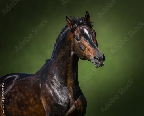 Portrait of Orlov-Rostopchin horse on green background.