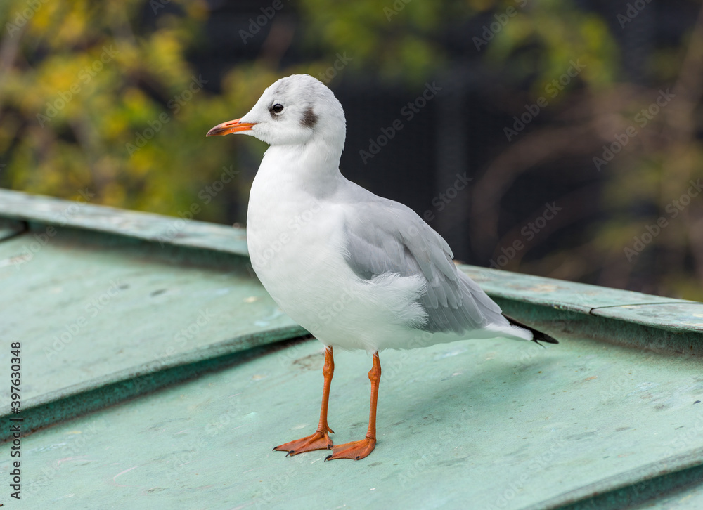 Fototapeta premium Beautiful white seagull in city.
