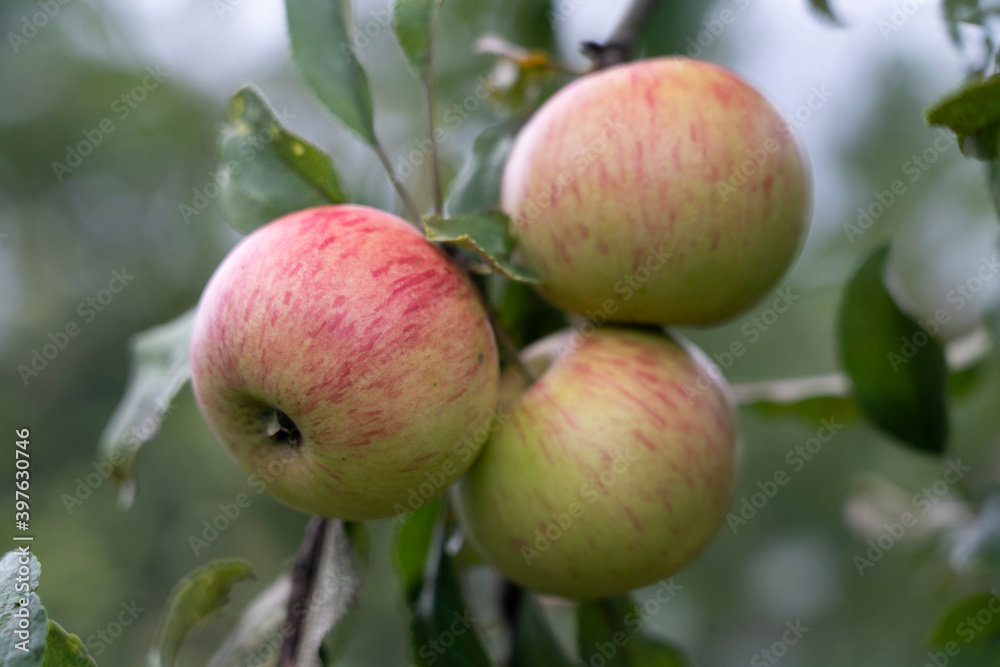 three ripe apples on a branch close-up, selective focus, tinted image, spet crop of apples.