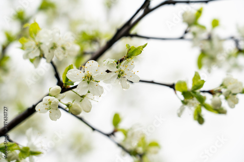 Apple tree blooming in spring with white flowers, close-up, tinted image, spring flowers selective focus
