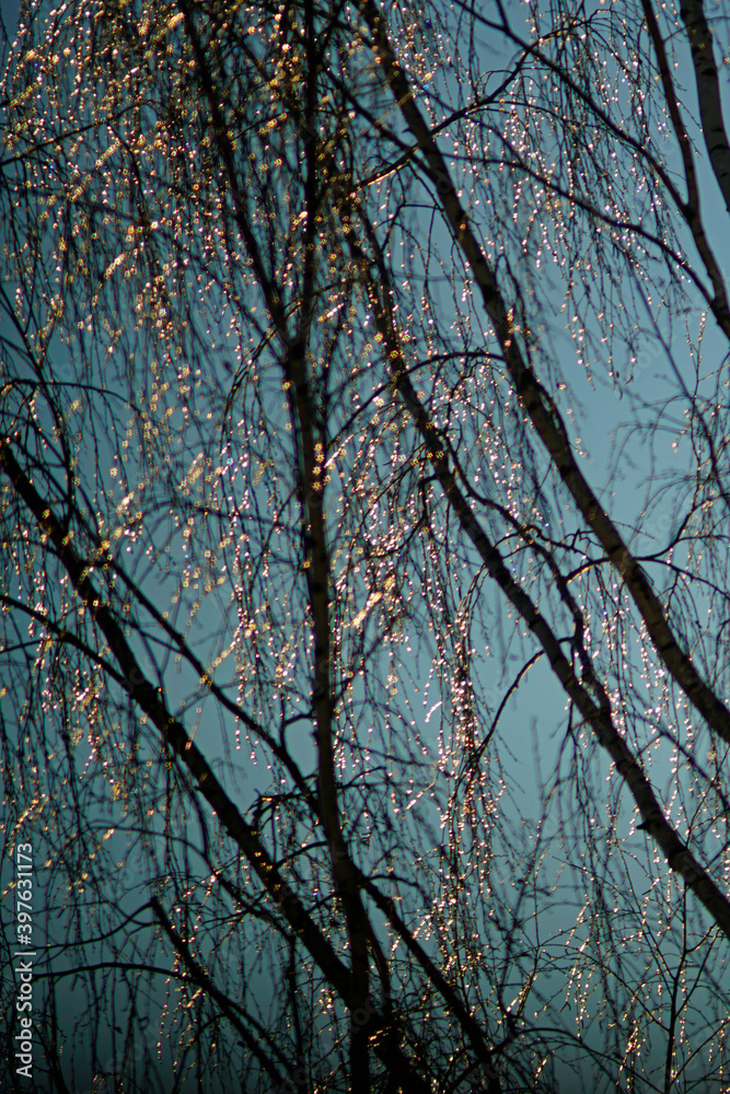 Birch branches in the rays of bright sunlight. Glare. Silhouette. Winter. frost. Sparks Birch branches in the rays of bright sunlight. Glare. Silhouette. Winter. frost. Sparks