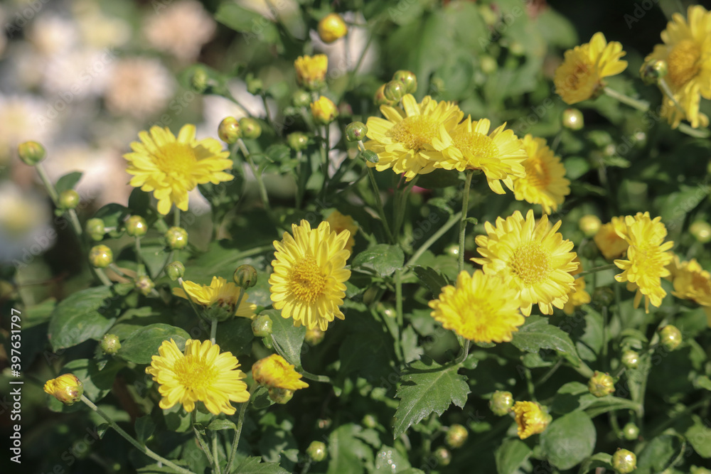 Obraz premium Blooming Yellow Chrysanthemum Flower Field.
