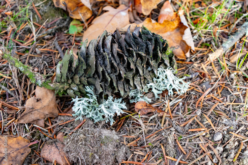 Naklejka premium Марьино