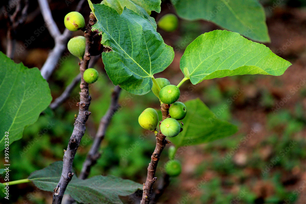 Fototapeta premium Close-up view of Fig fruits. Fig fruits field.
