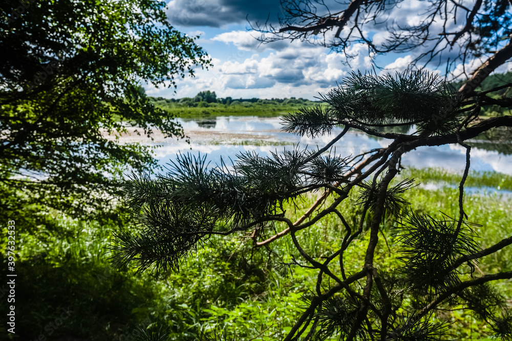 Pine branches and lake Glukhaya Yama near the Moscow. Spring landscape of russian nature