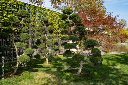 Three Ilex Crenata Bonsai (Japanese holly bonsai) niwaki-style trees against decorative wall. Stylized Japanese courtyard Public landscape city park Krasnodar for walking and recreation. Galitsky Park photo