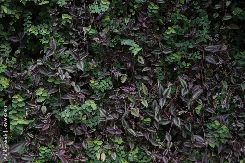 plants that are neatly planted on the wall and allowed to develop on the walls of the house add to the natural impression and cool impression. Feast the eyes of those who see it. plants that are neatly planted on the wall and allowed to develop on the walls of the house add to the natural impression and cool impression. Feast the eyes of those who see it.