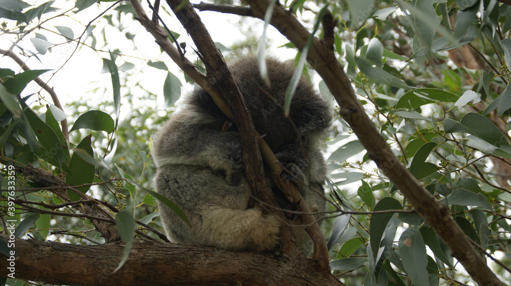 Fototapeta premium sleeping koala in tree
