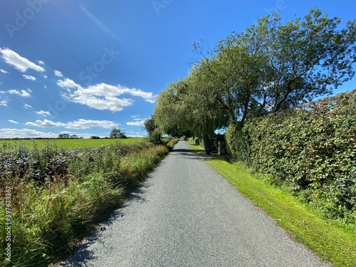 Looking up, Wescoe Hill Lane, with wild plants, trees, and fields, on a hot summers day in, Weeton, Harrogate, UK photo