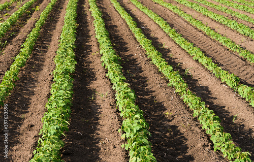 Open soybean field at sunset.