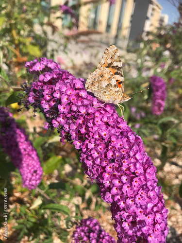 a beautiful citrus swallow tail butterfly ( Papilio Democadus ) on purple Buddleja Davidii flower. Butterfly bush with clear blue sky in Marseille, France. Summer time. Focus on butterfly and flower
