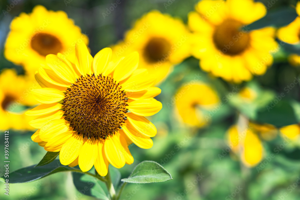 Beautiful sunflower in a garden. Beautiful sunflower in a garden.