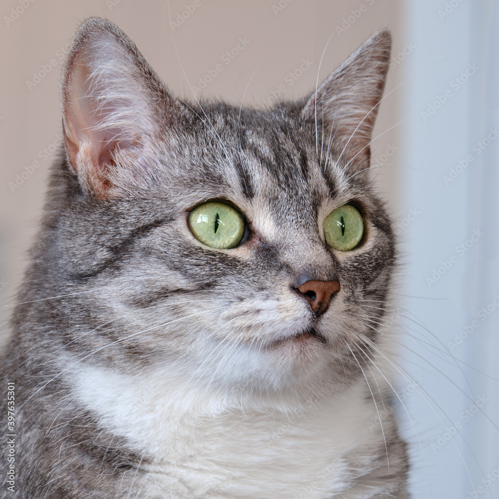 Portrait of a domestic cat with green eyes, pet head close-up