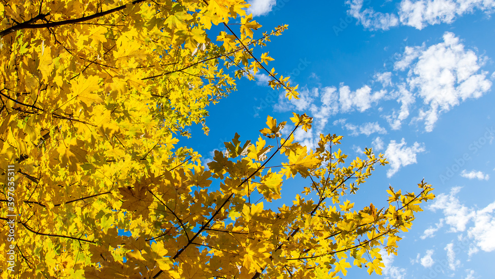 Fototapeta premium Herbst1