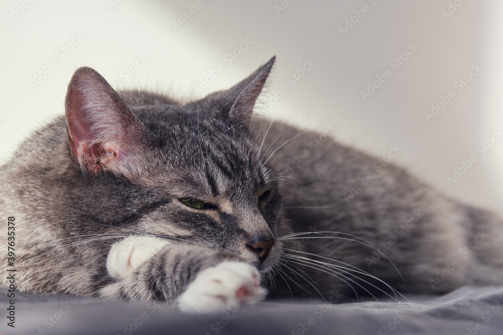Domestic cat falls asleep with its paws under its head