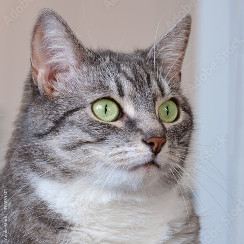 Portrait of a domestic cat with green eyes, pet head close-up