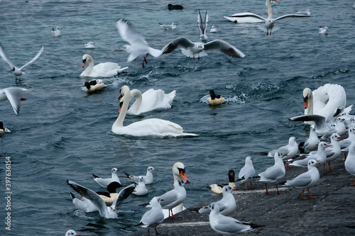 swans and seagulls waiting for food along a quay on an autumn day in Geneve, Switzerland
