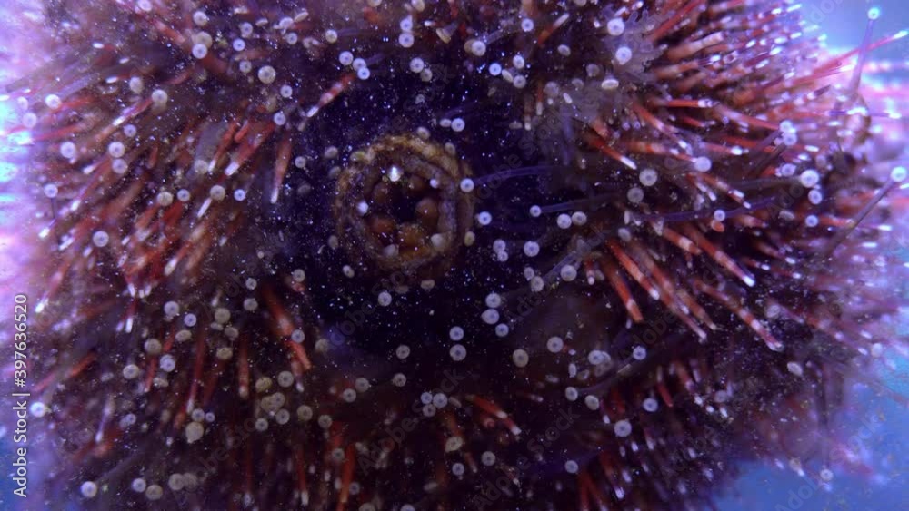 sea urchin eating algea on glas close up view of sea urchin mouth