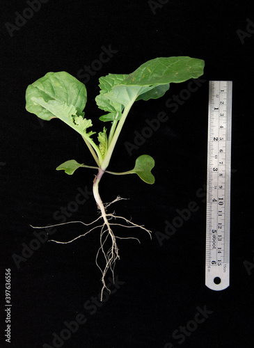 Young canola plant with taproot on black background with ruler.