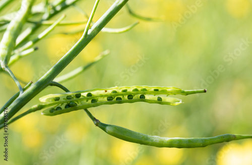 Canvas Print Opened green silique with seeds on plant in field.