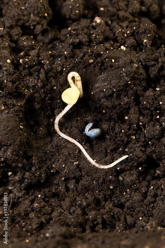 canola seed germinating - with treated seed coat
