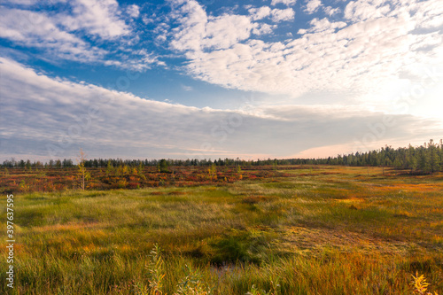 Autumn colorful landscape of the forest tundra and picturesque sky at sunset of the