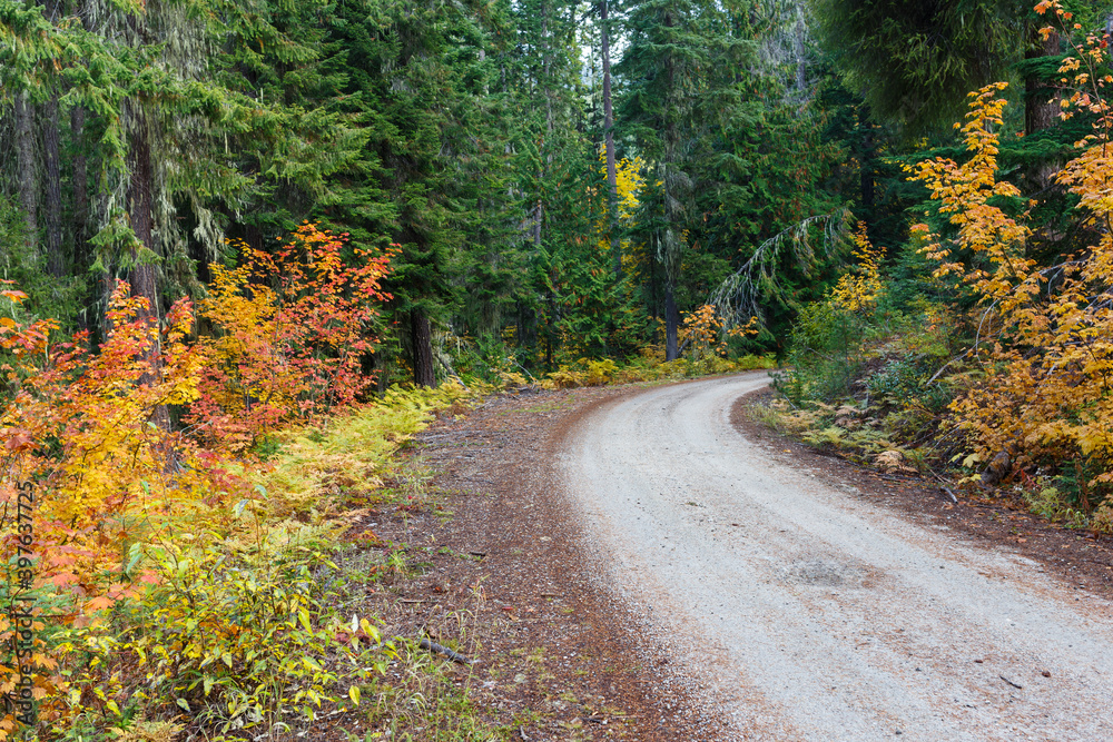Mountain dirt road in the Autumn season with view of vine maple trees and evergreen forest.