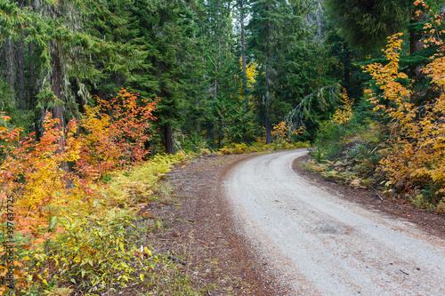 Mountain dirt road in the Autumn season with view of vine maple trees and evergreen forest. © wildphoto4