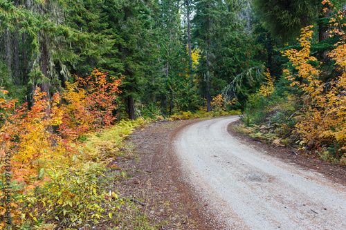 Mountain dirt road in the Autumn season with view of vine maple trees and evergreen forest.