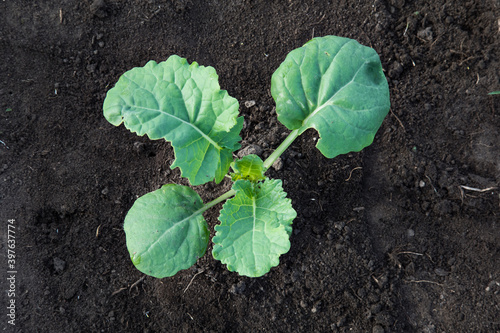 Canola in the early rosette stage in the field.