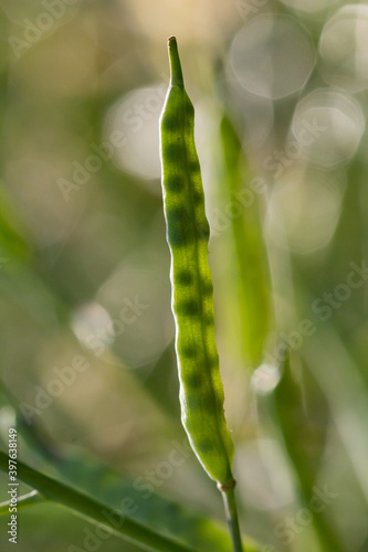 Quadro su tela Canola closed green silique close up with seeds showing through translucent seed pod