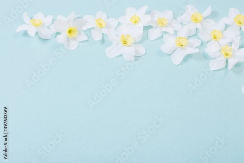 white narcissus on blue paper background