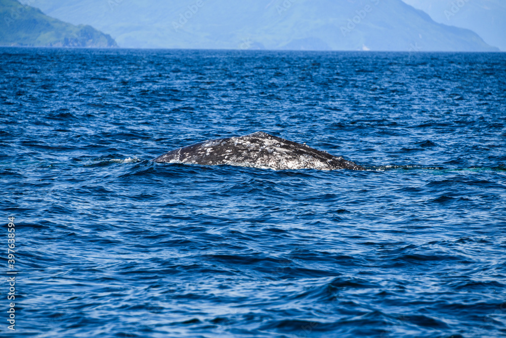 Fototapeta premium humpback tail