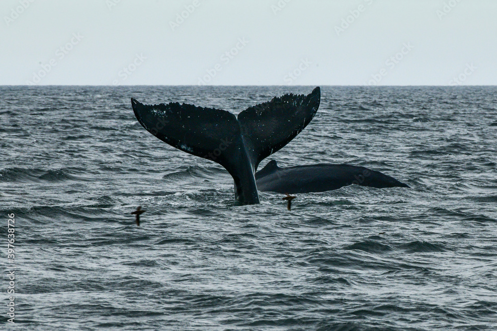 Fototapeta premium humpback whale tail