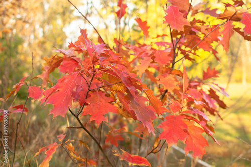  Autumn red leaves of a young oak on a natural background.
