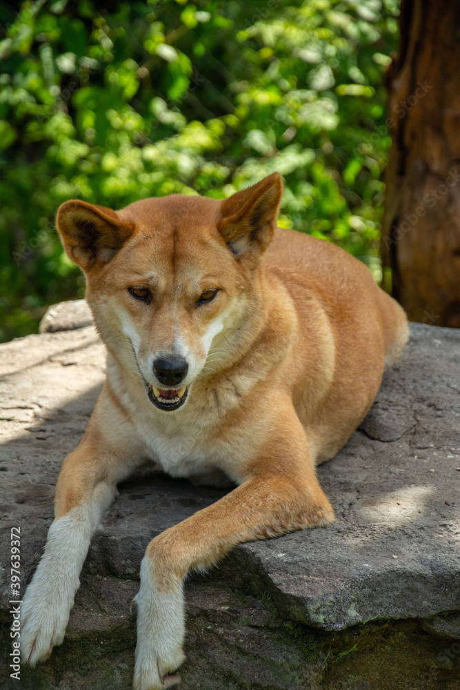 A picture of a resting dingo dog (Canis lupus dingo) in Australia