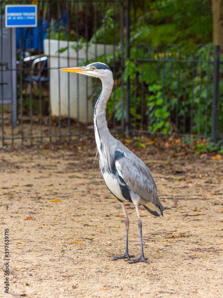Fototapeta premium Grey Heron in Vondelpark, Amsterdam.
