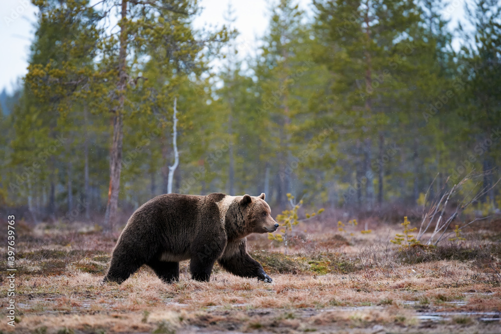 Brown bear walking in the Finnish taiga Brown bear walking in the Finnish taiga