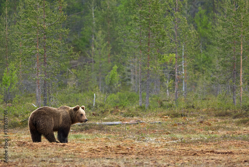 Wild brown bear (Ursus arctos) © lucaar