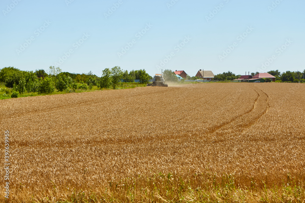 Combine harvester in action on wheat field. Process of gathering a ripe crop.
