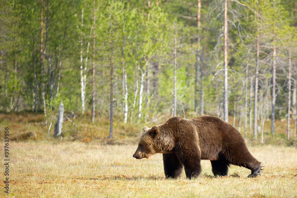 Fototapeta premium Wild brown bear (Ursus arctos)