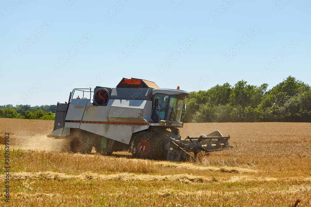 Obraz premium Combine harvester in action on wheat field. Process of gathering a ripe crop.