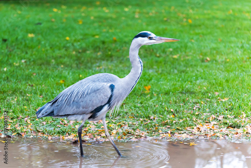 Grey Heron in Vondelpark  Amsterdam.
