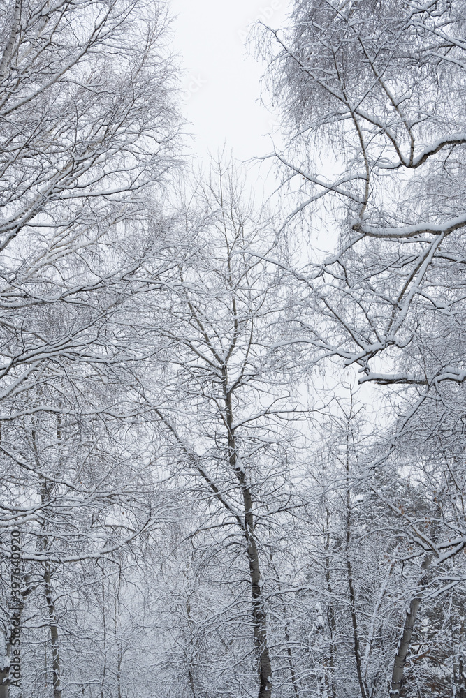 Snow white winter forest with frost covered tree branches