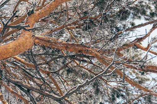 Thick pine branches with fluffy snow on branches. Winter forest in frost. © Koirill