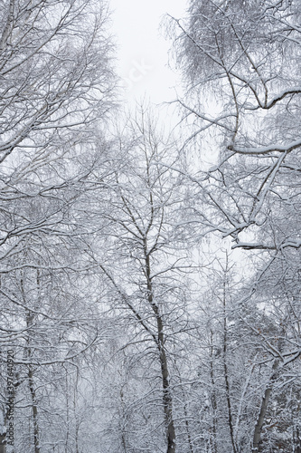 Snow white winter forest with frost covered tree branches © Koirill