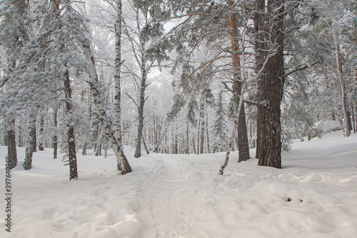 Path in forest among snow trees in winter forest © Koirill